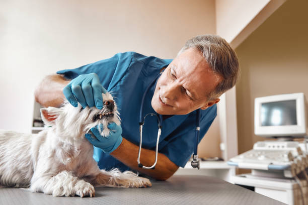 Best Chipped Tooth Repair Near Me  in Belton, MO